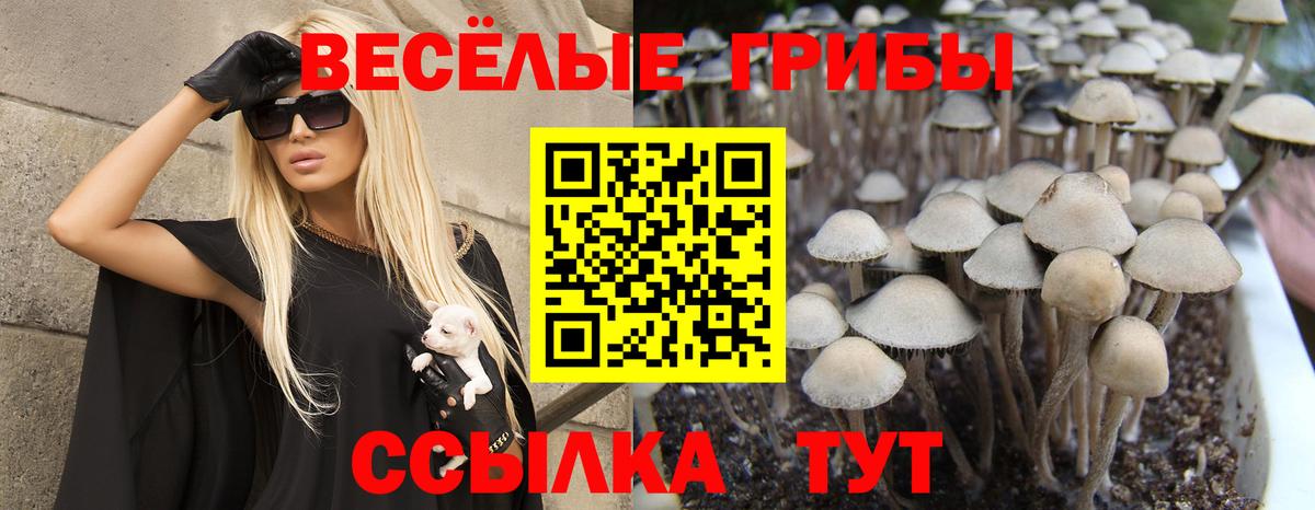 Галлюциногенные грибы Psilocybine cubensis Кемерово